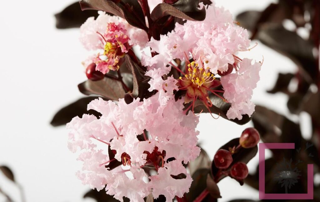 Lagerstroemia Indica Amp 39 Black Solitaire Blush Amp 39 Lagerstroemia Indica Amp 39 Black Solitaire Blush Amp 39