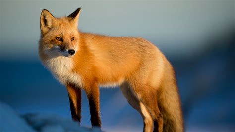 Red Fox Free Stock Photo Public Domain Pictures Red Fox Free Stock Photo Public Domain Pictures