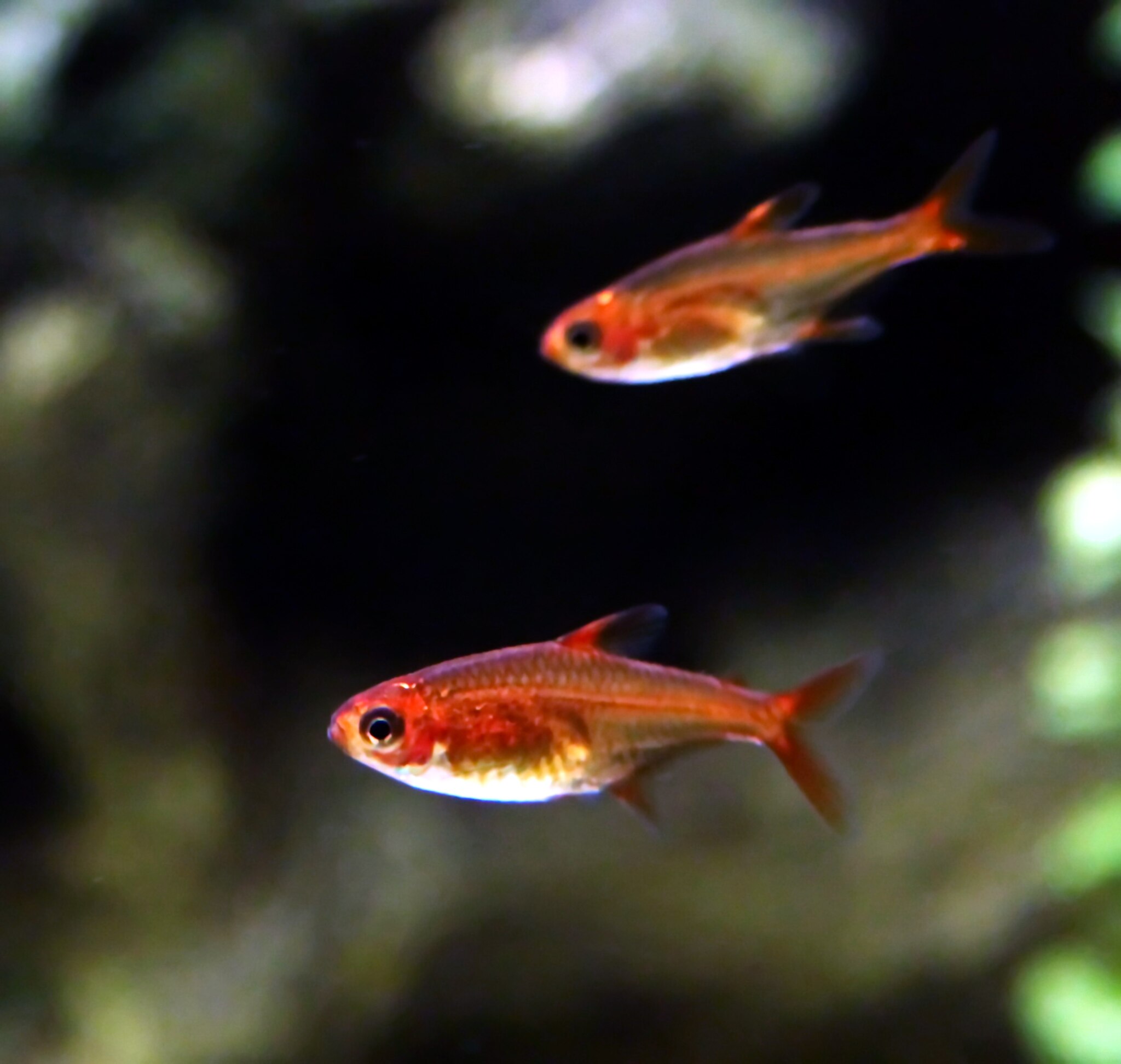 Unveiling Ember Tetra Size How Big Do Ember Tetras Get Allaquariumfish Com Unveiling Ember Tetra Size How Big Do Ember Tetras Get Allaquariumfish Com