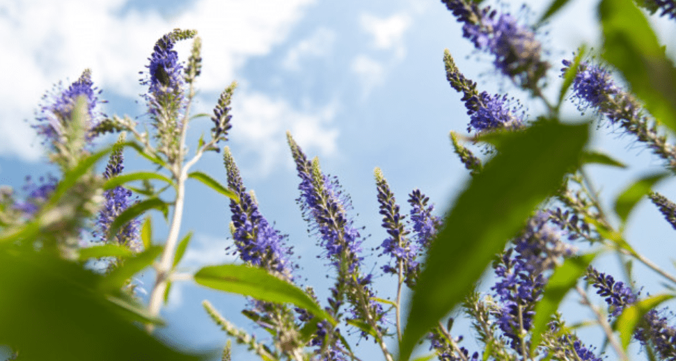 Veronica Meaning Origin History And Popularity Veronica Meaning Origin History And Popularity